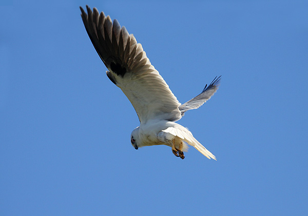 Black-shouldered Kite
